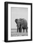 Africa, Kenya, Laikipia Plateau, Ol Pejeta Conservancy. African elephant-Cindy Miller Hopkins-Framed Photographic Print