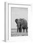 Africa, Kenya, Laikipia Plateau, Ol Pejeta Conservancy. African elephant-Cindy Miller Hopkins-Framed Photographic Print