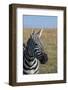 Africa, Kenya, Laikipia Plateau, Ol Pejeta Conservancy. Bruchell's zebra (Equus burchellii).-Cindy Miller Hopkins-Framed Photographic Print