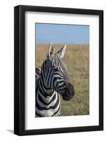 Africa, Kenya, Laikipia Plateau, Ol Pejeta Conservancy. Bruchell's zebra (Equus burchellii).-Cindy Miller Hopkins-Framed Photographic Print