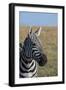 Africa, Kenya, Laikipia Plateau, Ol Pejeta Conservancy. Bruchell's zebra (Equus burchellii).-Cindy Miller Hopkins-Framed Photographic Print