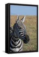 Africa, Kenya, Laikipia Plateau, Ol Pejeta Conservancy. Bruchell's zebra (Equus burchellii).-Cindy Miller Hopkins-Framed Stretched Canvas