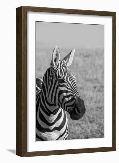 Africa, Kenya, Laikipia Plateau, Ol Pejeta Conservancy. Bruchell's zebra (Equus burchellii).-Cindy Miller Hopkins-Framed Photographic Print