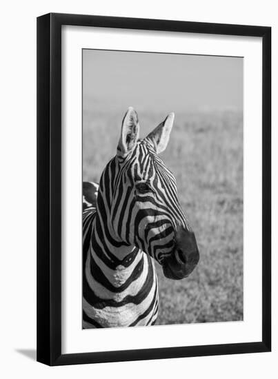 Africa, Kenya, Laikipia Plateau, Ol Pejeta Conservancy. Bruchell's zebra (Equus burchellii).-Cindy Miller Hopkins-Framed Photographic Print