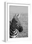 Africa, Kenya, Laikipia Plateau, Ol Pejeta Conservancy. Bruchell's zebra (Equus burchellii).-Cindy Miller Hopkins-Framed Photographic Print