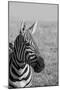Africa, Kenya, Laikipia Plateau, Ol Pejeta Conservancy. Bruchell's zebra (Equus burchellii).-Cindy Miller Hopkins-Mounted Photographic Print