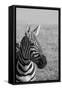 Africa, Kenya, Laikipia Plateau, Ol Pejeta Conservancy. Bruchell's zebra (Equus burchellii).-Cindy Miller Hopkins-Framed Stretched Canvas