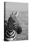 Africa, Kenya, Laikipia Plateau, Ol Pejeta Conservancy. Bruchell's zebra (Equus burchellii).-Cindy Miller Hopkins-Stretched Canvas
