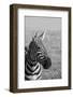 Africa, Kenya, Laikipia Plateau, Ol Pejeta Conservancy. Bruchell's zebra (Equus burchellii).-Cindy Miller Hopkins-Framed Photographic Print