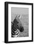 Africa, Kenya, Laikipia Plateau, Ol Pejeta Conservancy. Bruchell's zebra (Equus burchellii).-Cindy Miller Hopkins-Framed Photographic Print