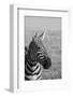 Africa, Kenya, Laikipia Plateau, Ol Pejeta Conservancy. Bruchell's zebra (Equus burchellii).-Cindy Miller Hopkins-Framed Photographic Print