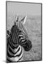 Africa, Kenya, Laikipia Plateau, Ol Pejeta Conservancy. Bruchell's zebra (Equus burchellii).-Cindy Miller Hopkins-Mounted Photographic Print