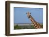 Africa, Kenya, Laikipia Plateau, Ol Pejeta Conservancy. Reticulated giraffe Endangered species.-Cindy Miller Hopkins-Framed Photographic Print