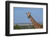 Africa, Kenya, Laikipia Plateau, Ol Pejeta Conservancy. Reticulated giraffe Endangered species.-Cindy Miller Hopkins-Framed Photographic Print