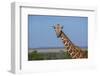 Africa, Kenya, Laikipia Plateau, Ol Pejeta Conservancy. Reticulated giraffe Endangered species.-Cindy Miller Hopkins-Framed Photographic Print