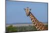 Africa, Kenya, Laikipia Plateau, Ol Pejeta Conservancy. Reticulated giraffe Endangered species.-Cindy Miller Hopkins-Mounted Photographic Print