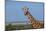 Africa, Kenya, Laikipia Plateau, Ol Pejeta Conservancy. Reticulated giraffe Endangered species.-Cindy Miller Hopkins-Mounted Photographic Print