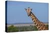 Africa, Kenya, Laikipia Plateau, Ol Pejeta Conservancy. Reticulated giraffe Endangered species.-Cindy Miller Hopkins-Stretched Canvas