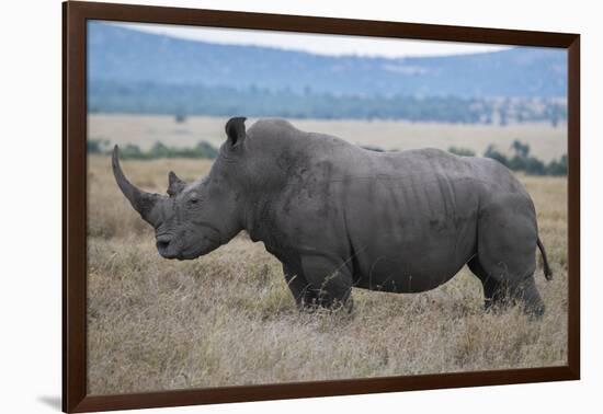 Africa, Kenya, Laikipia Plateau, Ol Pejeta Conservancy. Southern white rhinocero-Cindy Miller Hopkins-Framed Photographic Print