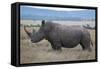 Africa, Kenya, Laikipia Plateau, Ol Pejeta Conservancy. Southern white rhinocero-Cindy Miller Hopkins-Framed Stretched Canvas