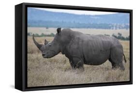 Africa, Kenya, Laikipia Plateau, Ol Pejeta Conservancy. Southern white rhinocero-Cindy Miller Hopkins-Framed Stretched Canvas