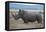 Africa, Kenya, Laikipia Plateau, Ol Pejeta Conservancy. Southern white rhinocero-Cindy Miller Hopkins-Framed Stretched Canvas