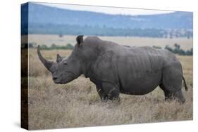 Africa, Kenya, Laikipia Plateau, Ol Pejeta Conservancy. Southern white rhinocero-Cindy Miller Hopkins-Stretched Canvas