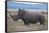 Africa, Kenya, Laikipia Plateau, Ol Pejeta Conservancy. Southern white rhinocero-Cindy Miller Hopkins-Framed Stretched Canvas