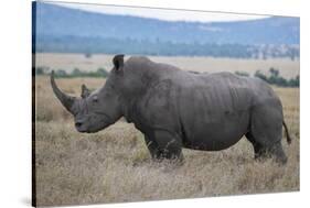 Africa, Kenya, Laikipia Plateau, Ol Pejeta Conservancy. Southern white rhinocero-Cindy Miller Hopkins-Stretched Canvas