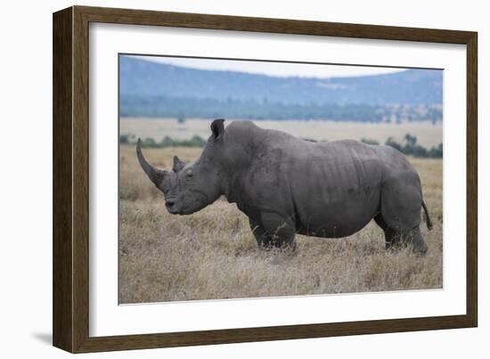 Africa, Kenya, Laikipia Plateau, Ol Pejeta Conservancy. Southern white rhinocero-Cindy Miller Hopkins-Framed Photographic Print