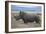 Africa, Kenya, Laikipia Plateau, Ol Pejeta Conservancy. Southern white rhinocero-Cindy Miller Hopkins-Framed Photographic Print