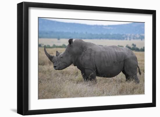 Africa, Kenya, Laikipia Plateau, Ol Pejeta Conservancy. Southern white rhinocero-Cindy Miller Hopkins-Framed Photographic Print