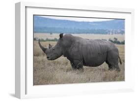 Africa, Kenya, Laikipia Plateau, Ol Pejeta Conservancy. Southern white rhinocero-Cindy Miller Hopkins-Framed Photographic Print