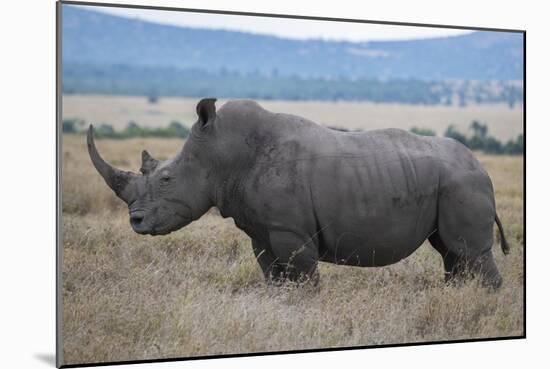 Africa, Kenya, Laikipia Plateau, Ol Pejeta Conservancy. Southern white rhinocero-Cindy Miller Hopkins-Mounted Photographic Print