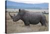 Africa, Kenya, Laikipia Plateau, Ol Pejeta Conservancy. Southern white rhinocero-Cindy Miller Hopkins-Stretched Canvas