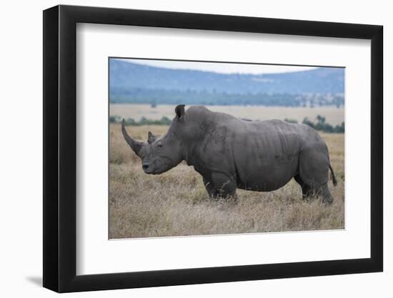 Africa, Kenya, Laikipia Plateau, Ol Pejeta Conservancy. Southern white rhinocero-Cindy Miller Hopkins-Framed Photographic Print