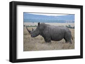 Africa, Kenya, Laikipia Plateau, Ol Pejeta Conservancy. Southern white rhinocero-Cindy Miller Hopkins-Framed Photographic Print