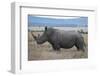 Africa, Kenya, Laikipia Plateau, Ol Pejeta Conservancy. Southern white rhinocero-Cindy Miller Hopkins-Framed Photographic Print