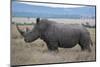Africa, Kenya, Laikipia Plateau, Ol Pejeta Conservancy. Southern white rhinocero-Cindy Miller Hopkins-Mounted Photographic Print