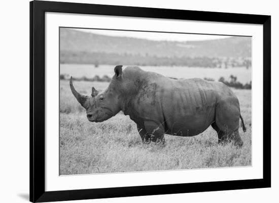 Africa, Kenya, Laikipia Plateau, Ol Pejeta Conservancy. Southern white rhinoceros-Cindy Miller Hopkins-Framed Photographic Print