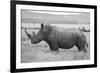 Africa, Kenya, Laikipia Plateau, Ol Pejeta Conservancy. Southern white rhinoceros-Cindy Miller Hopkins-Framed Photographic Print