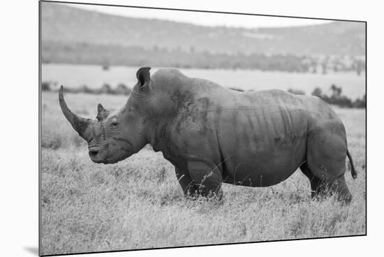 Africa, Kenya, Laikipia Plateau, Ol Pejeta Conservancy. Southern white rhinoceros-Cindy Miller Hopkins-Mounted Photographic Print