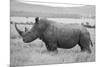 Africa, Kenya, Laikipia Plateau, Ol Pejeta Conservancy. Southern white rhinoceros-Cindy Miller Hopkins-Mounted Photographic Print