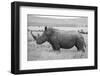 Africa, Kenya, Laikipia Plateau, Ol Pejeta Conservancy. Southern white rhinoceros-Cindy Miller Hopkins-Framed Photographic Print