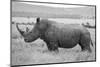 Africa, Kenya, Laikipia Plateau, Ol Pejeta Conservancy. Southern white rhinoceros-Cindy Miller Hopkins-Mounted Photographic Print