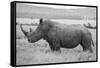 Africa, Kenya, Laikipia Plateau, Ol Pejeta Conservancy. Southern white rhinoceros-Cindy Miller Hopkins-Framed Stretched Canvas