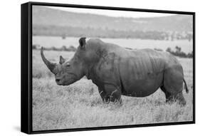 Africa, Kenya, Laikipia Plateau, Ol Pejeta Conservancy. Southern white rhinoceros-Cindy Miller Hopkins-Framed Stretched Canvas