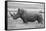 Africa, Kenya, Laikipia Plateau, Ol Pejeta Conservancy. Southern white rhinoceros-Cindy Miller Hopkins-Framed Stretched Canvas