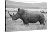Africa, Kenya, Laikipia Plateau, Ol Pejeta Conservancy. Southern white rhinoceros-Cindy Miller Hopkins-Stretched Canvas