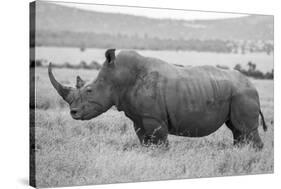 Africa, Kenya, Laikipia Plateau, Ol Pejeta Conservancy. Southern white rhinoceros-Cindy Miller Hopkins-Stretched Canvas